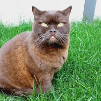 Binkie