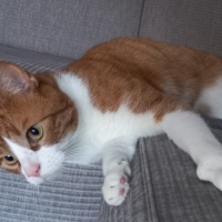 Bodi