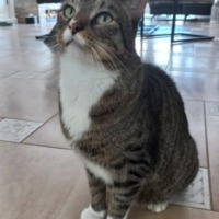 Bruno