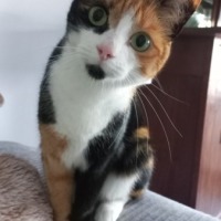 Evie