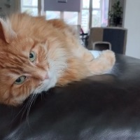 Gizmo