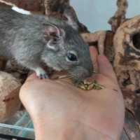 Joep