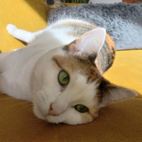 Polly