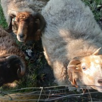 Schapen