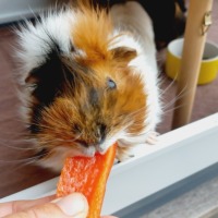 Peaches