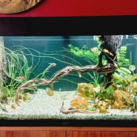 Zoetwateraquarium