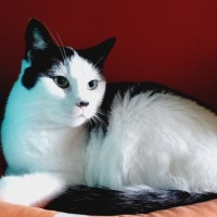 Diva