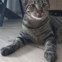Bella
