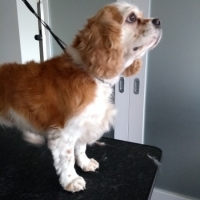 Bella