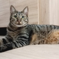 Bella