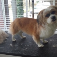 Binkie