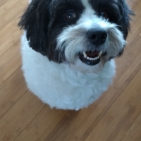 Bommel