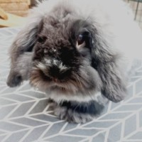 Bram
