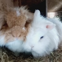 Dexter en Nijntje