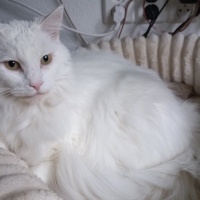 Gijs