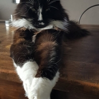 Gio