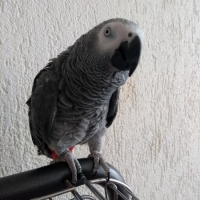 Gizmo