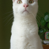 Joep