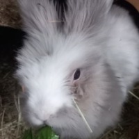 Lola