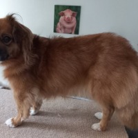 Nala