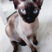 Obi