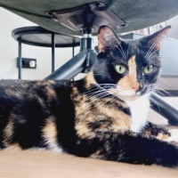 Phoebe
