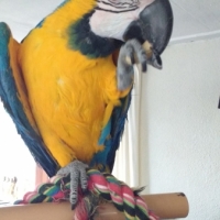 Pino