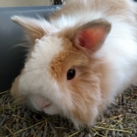 Pip