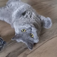 Nova