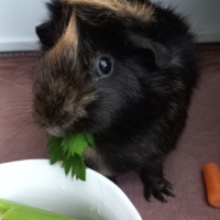 Squeaky