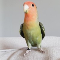 Storky