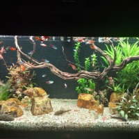 Zoetwater-aquarium