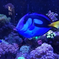 Zoutwateraquarium