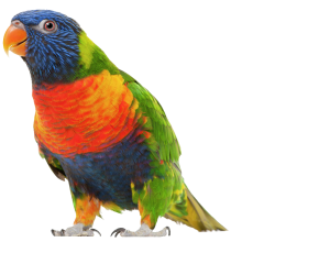 Vogeloppas, verzorging vogel parkiet papegaai vakantie